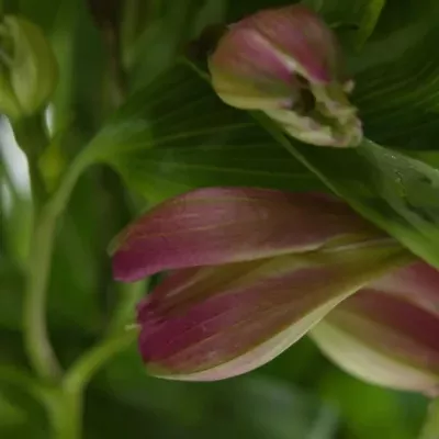 ALSTROEMERIA DECORA