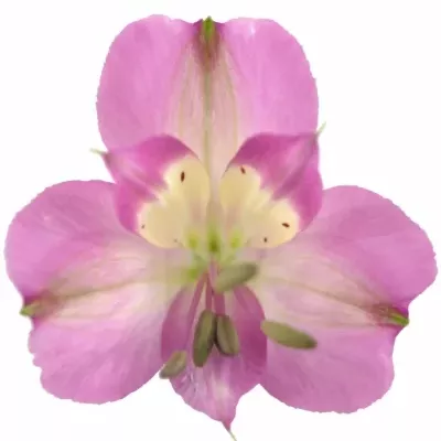 ALSTROEMERIA DECORA