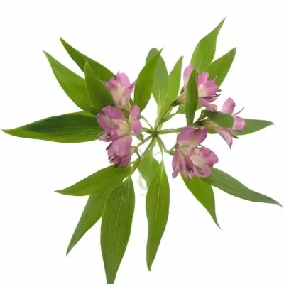 ALSTROEMERIA DECORA