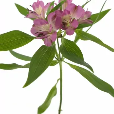 ALSTROEMERIA DECORA