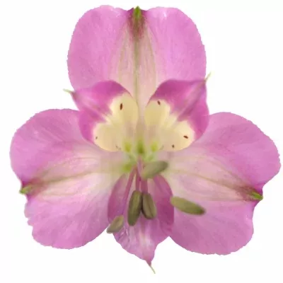 ALSTROEMERIA DECORA