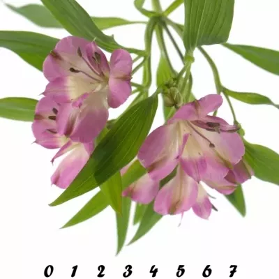 ALSTROEMERIA DECORA