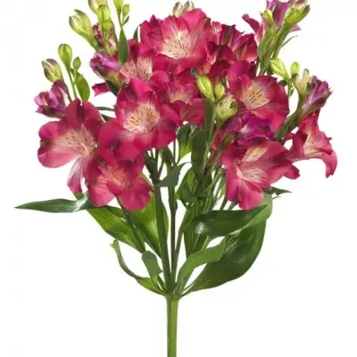 ALSTROEMERIA FL NOA 75cm