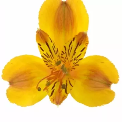 ALSTROEMERIA FLAME