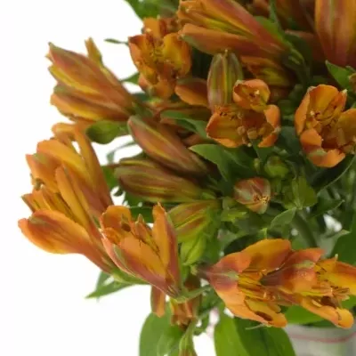 ALSTROEMERIA FLAME