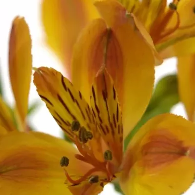 ALSTROEMERIA FLAME