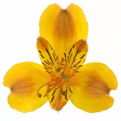 ALSTROEMERIA FLAME