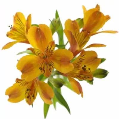 ALSTROEMERIA FLAME