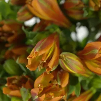 ALSTROEMERIA FLAME