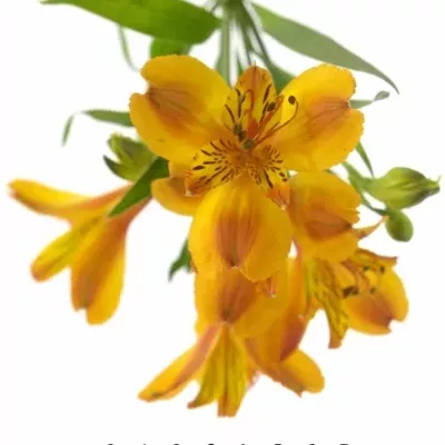 ALSTROEMERIA FLAME