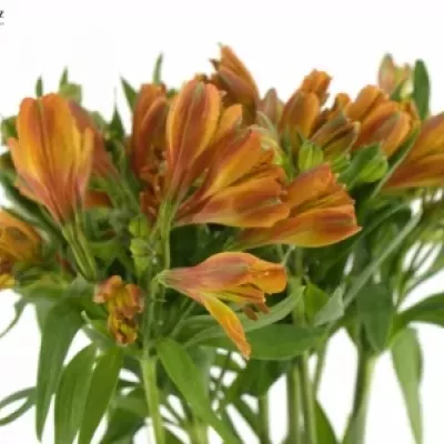 ALSTROEMERIA FLAME