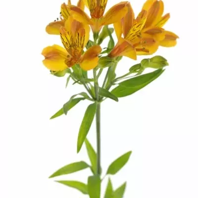 ALSTROEMERIA FLAME