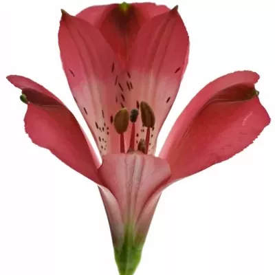 ALSTROEMERIA FORZA 75g