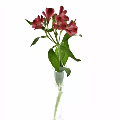 ALSTROEMERIA FORZA 75g