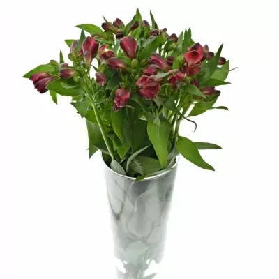 ALSTROEMERIA FORZA 75g