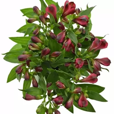 ALSTROEMERIA FORZA 75g