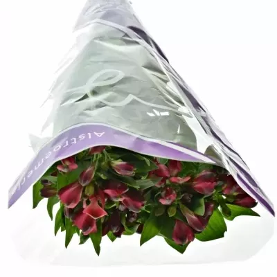 ALSTROEMERIA FORZA 75g