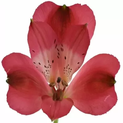 ALSTROEMERIA FORZA 75g