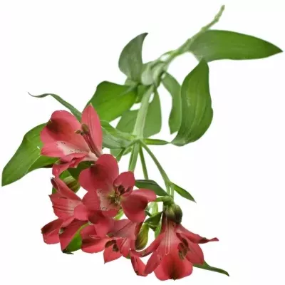 ALSTROEMERIA FORZA 75g