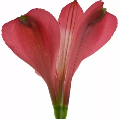 ALSTROEMERIA FORZA 75g