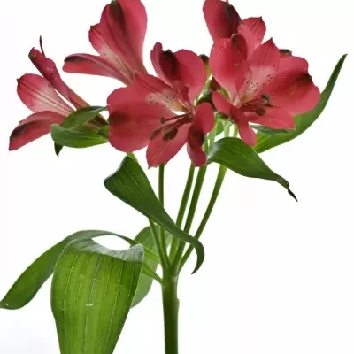 ALSTROEMERIA FORZA 75g