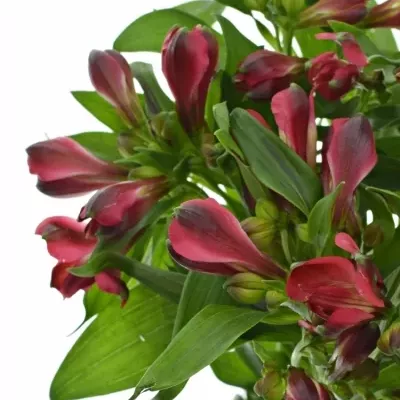 ALSTROEMERIA FORZA 75g