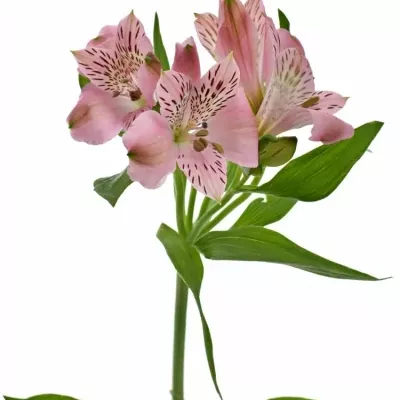 ALSTROEMERIA ISHII 70g