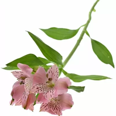 ALSTROEMERIA ISHII 70g