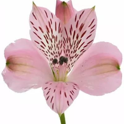 ALSTROEMERIA ISHII 70g