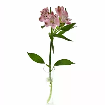 ALSTROEMERIA ISHII 70g