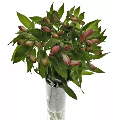 ALSTROEMERIA ISHII 70g