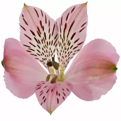 ALSTROEMERIA ISHII 70g