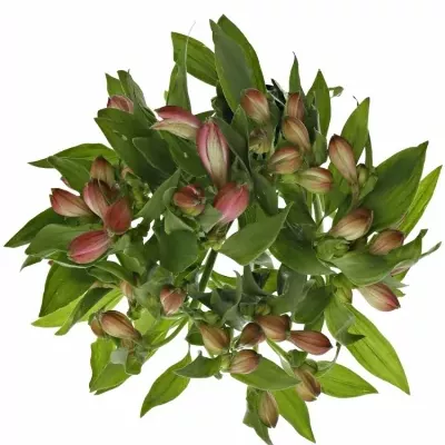 ALSTROEMERIA ISHII 70g