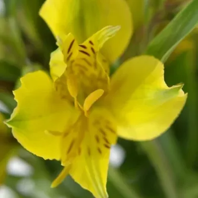 ALSTROEMERIA ISOLA