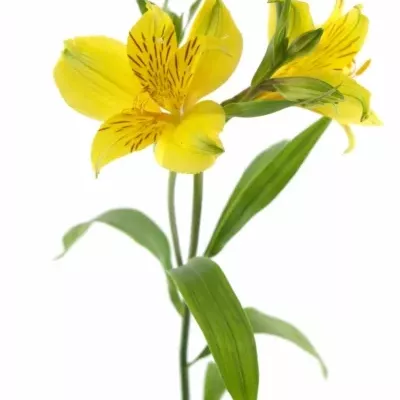 ALSTROEMERIA ISOLA