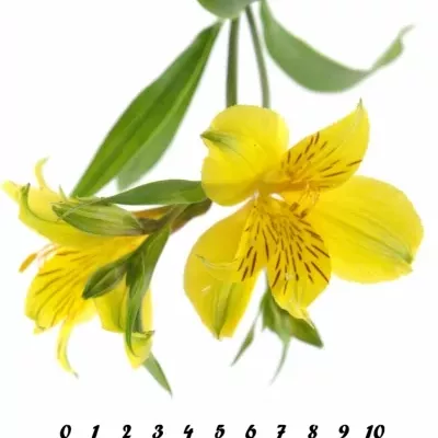 ALSTROEMERIA ISOLA