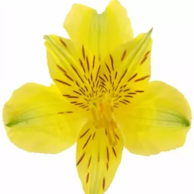 ALSTROEMERIA ISOLA