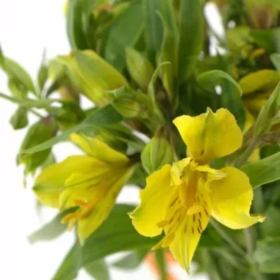 ALSTROEMERIA ISOLA