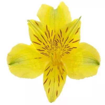 ALSTROEMERIA ISOLA