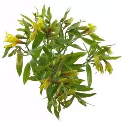 ALSTROEMERIA ISOLA