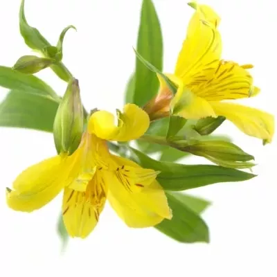 ALSTROEMERIA ISOLA