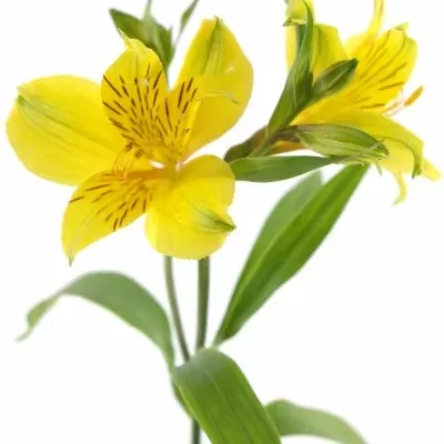 ALSTROEMERIA ISOLA