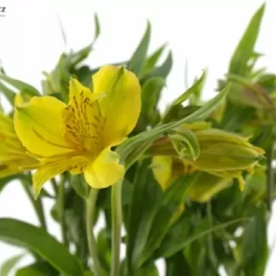 ALSTROEMERIA ISOLA