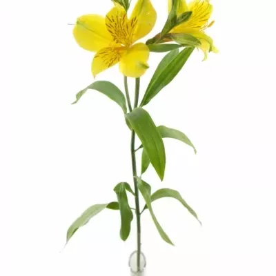 ALSTROEMERIA ISOLA