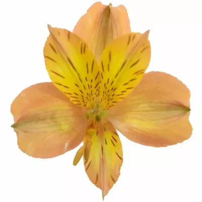 ALSTROEMERIA JAFFA