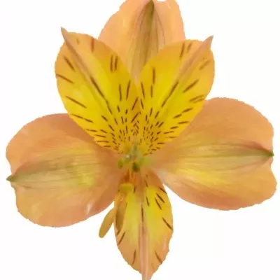 ALSTROEMERIA JAFFA