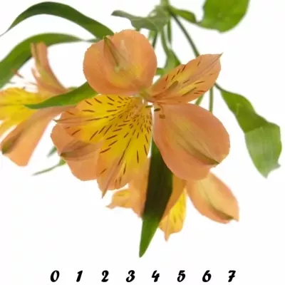 ALSTROEMERIA JAFFA