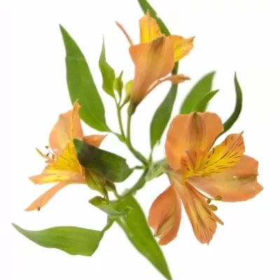 ALSTROEMERIA JAFFA