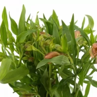 ALSTROEMERIA JAFFA