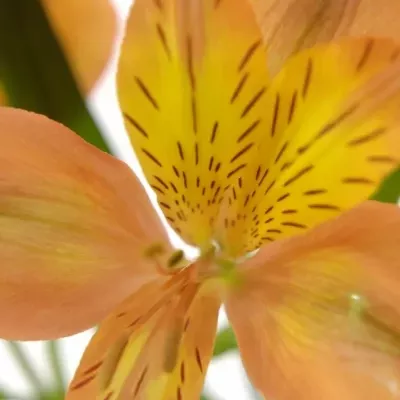 ALSTROEMERIA JAFFA